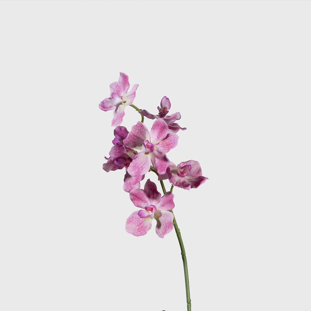 Real-touch Mokara Orchid
