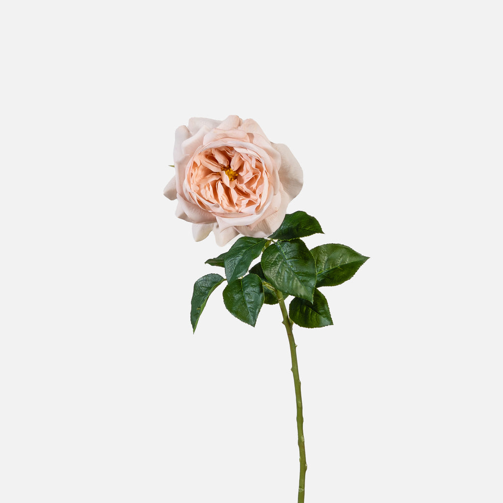 Real-touch David Austin Rose