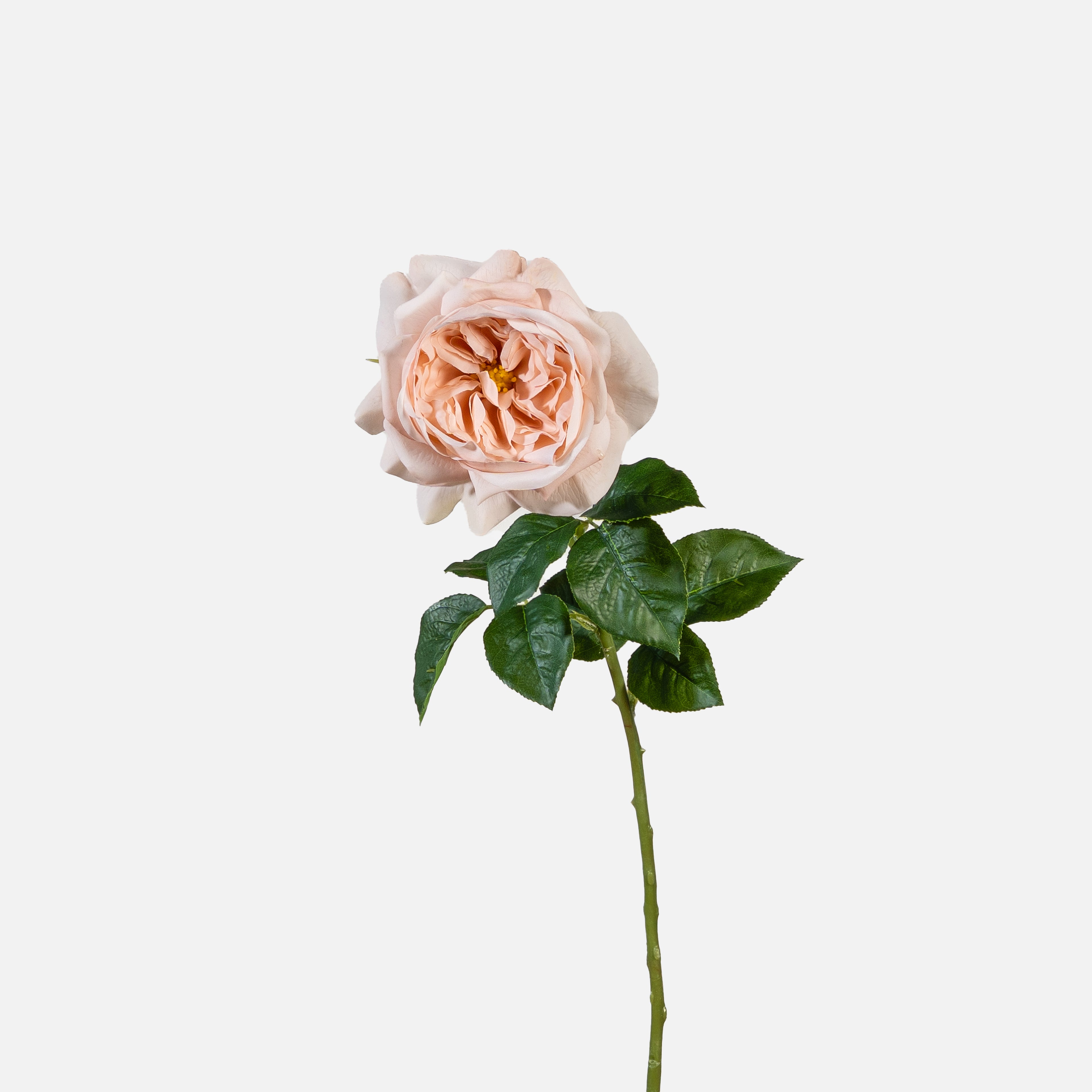 Real-touch David Austin Rose