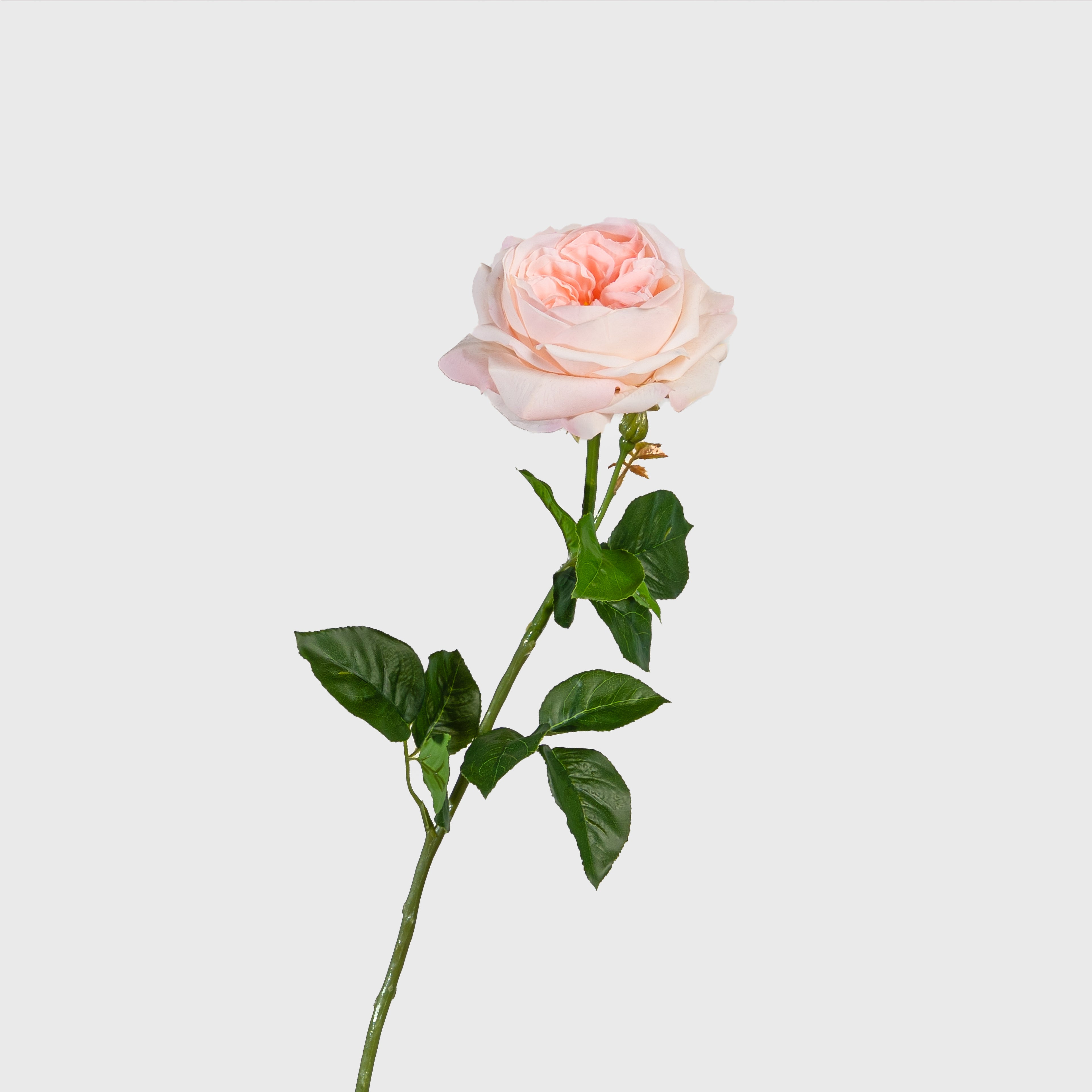 Real-touch David Austin Rose